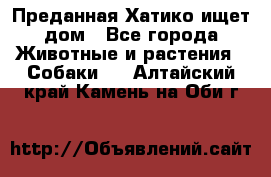 Преданная Хатико ищет дом - Все города Животные и растения » Собаки   . Алтайский край,Камень-на-Оби г.